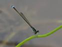 Ischnura capreolus (Tiny Forktail).jpg